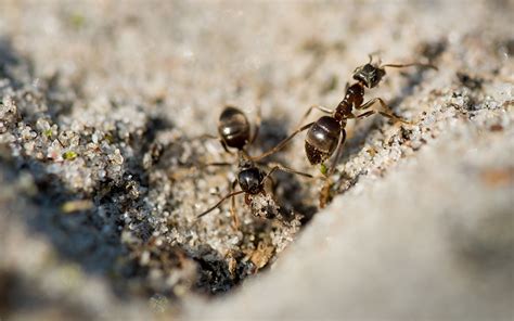 家裡很多小螞蟻 搞笑